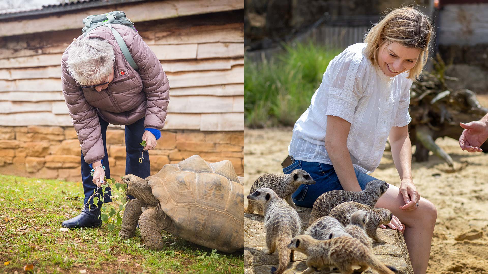 Tortoise and meerkat vip experiences