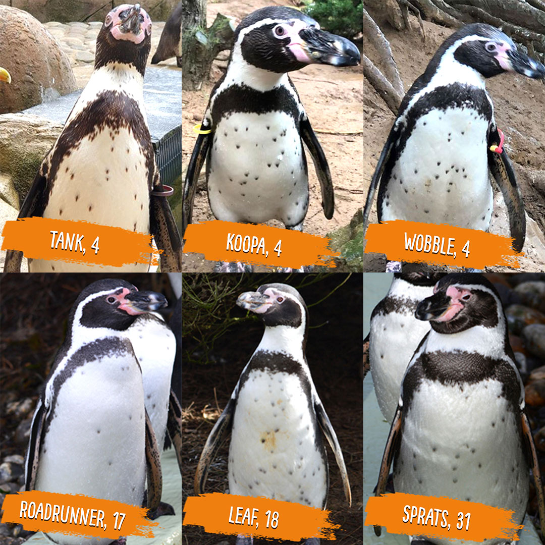 Penguin bachelors