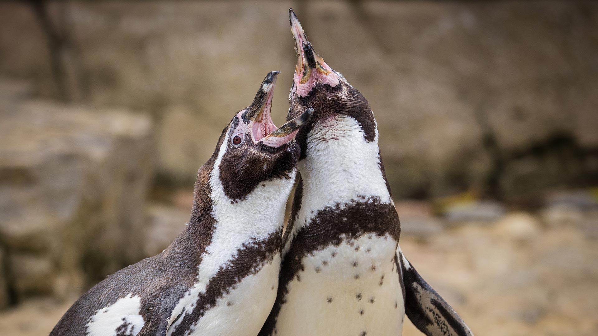 Penguin duo with mouth 