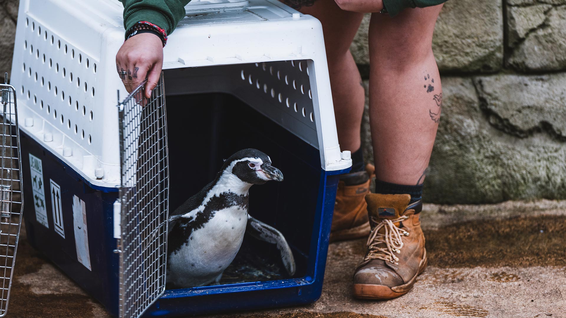 New penguin arrival in crate 