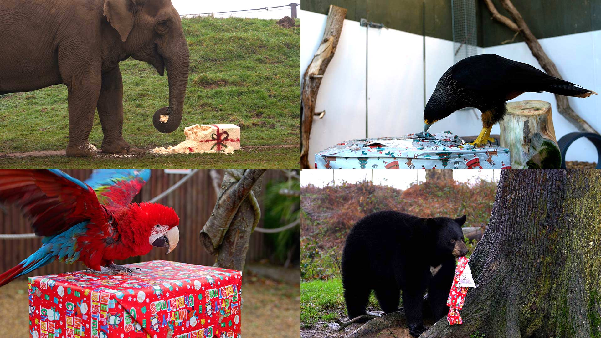 Animals with christmas enrichment collage