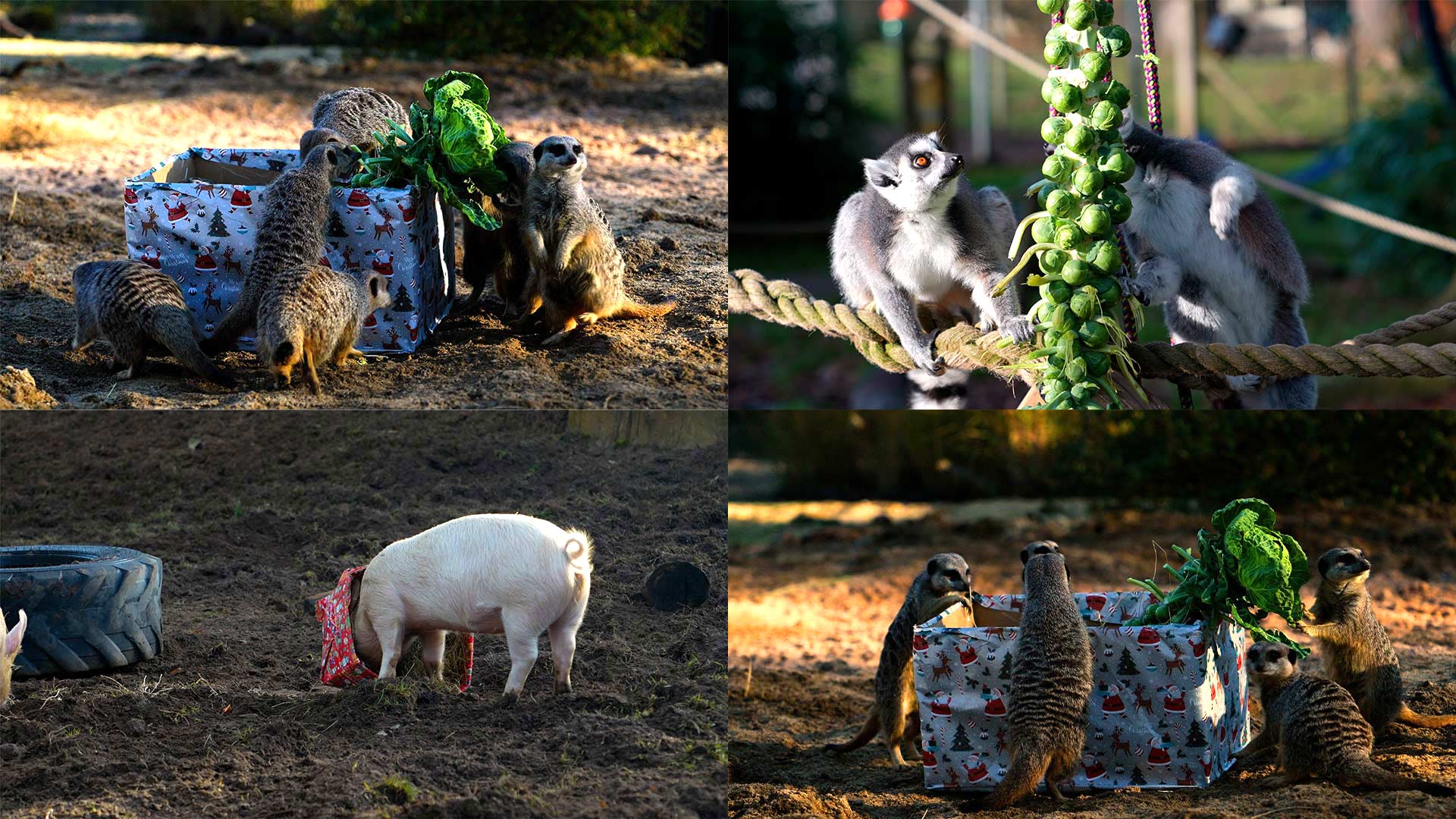 Foot Safari Animals with Christmas enrichment 
