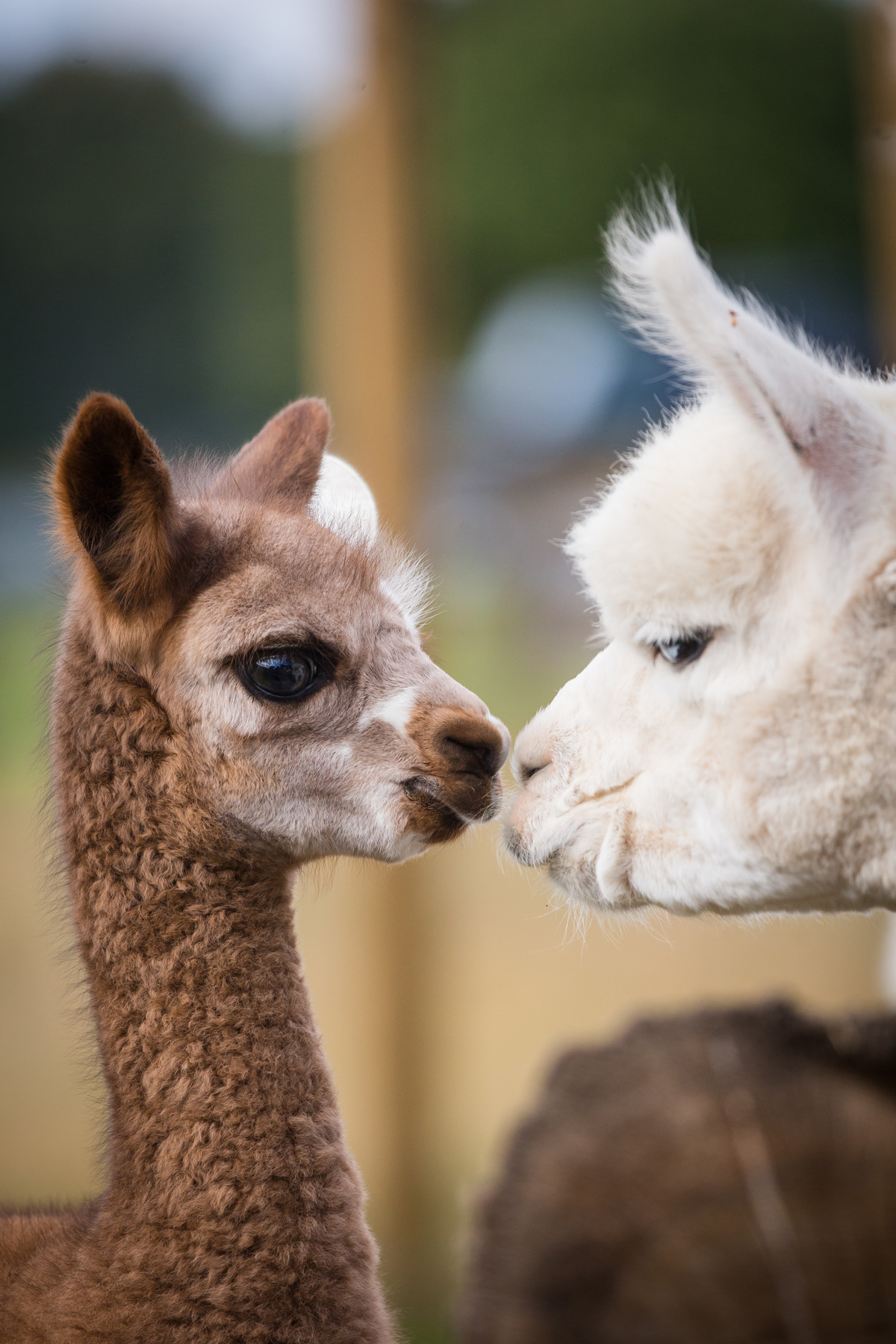A young alpaca cria greets another alpaca at Woburn Safari Park