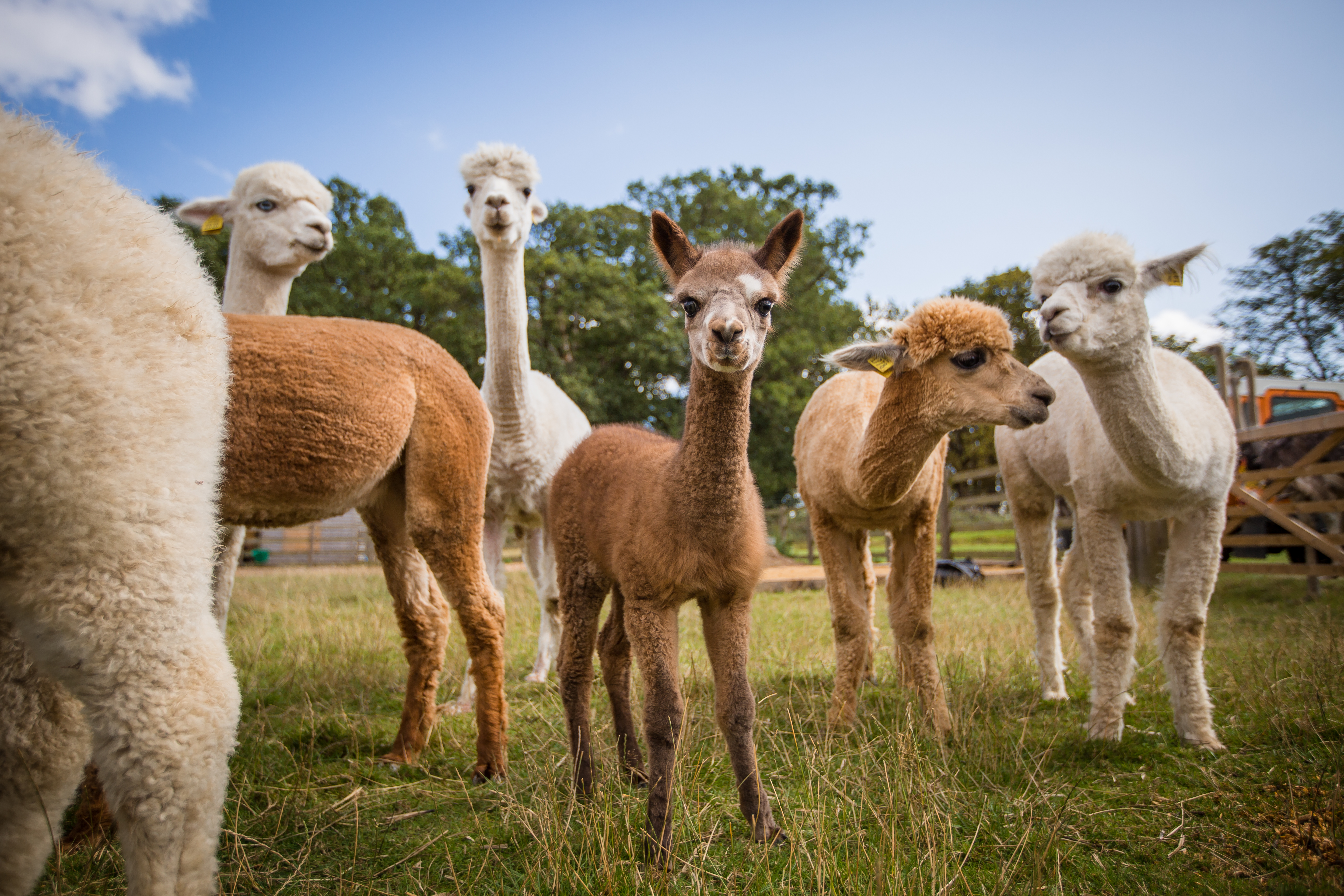 Alpaca  Aug 2019  Woburn Safarri Park -33.jpg