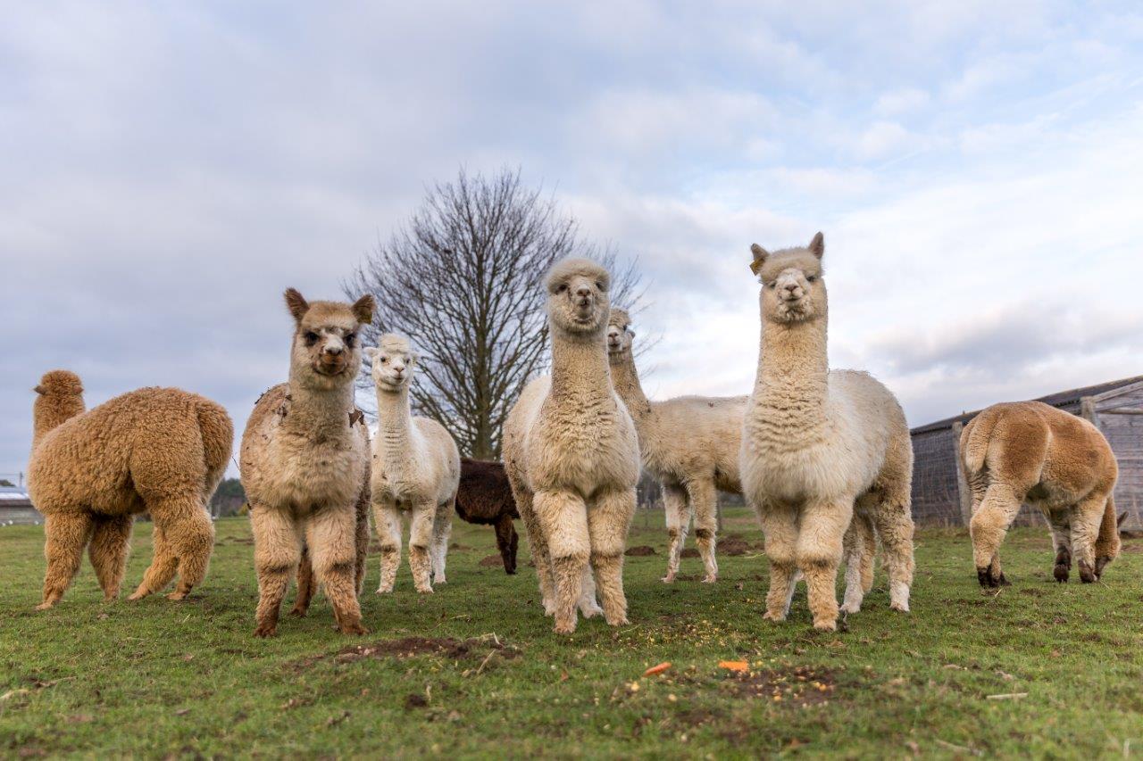 Alpaca Herd at Woburn Safari Park.jpg