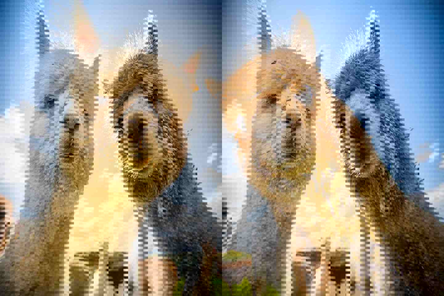 Image of alpacca outpost wsp may 2019 5 mini