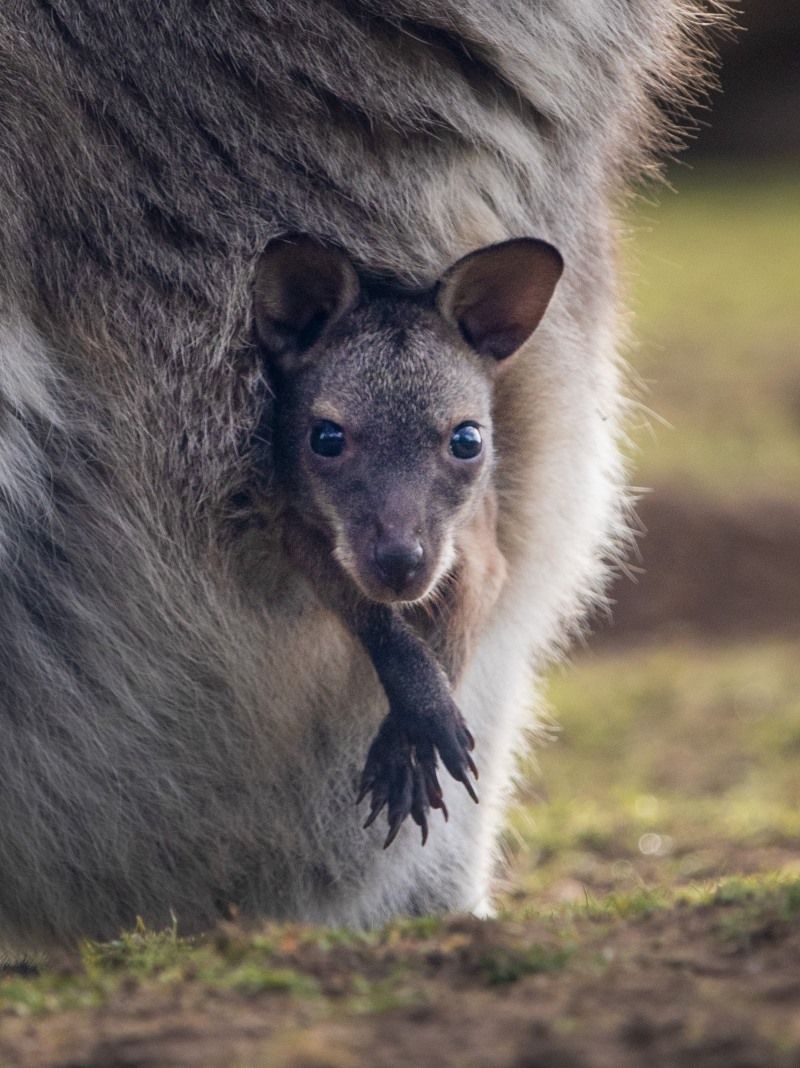 Wallaby_Joey_CloseUp_2023.jpg
