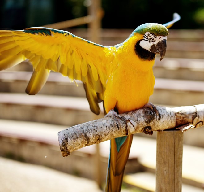 Blue and yellow macaw stretches wings while perched on wooden stand