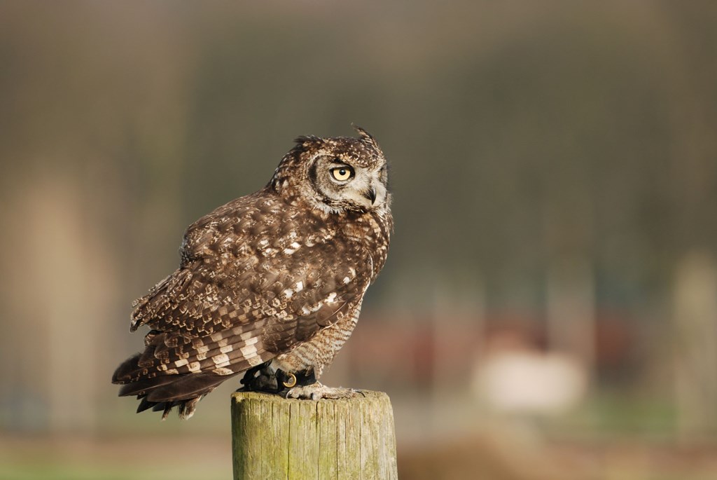 African spotted eagle owl perches on wooden beam