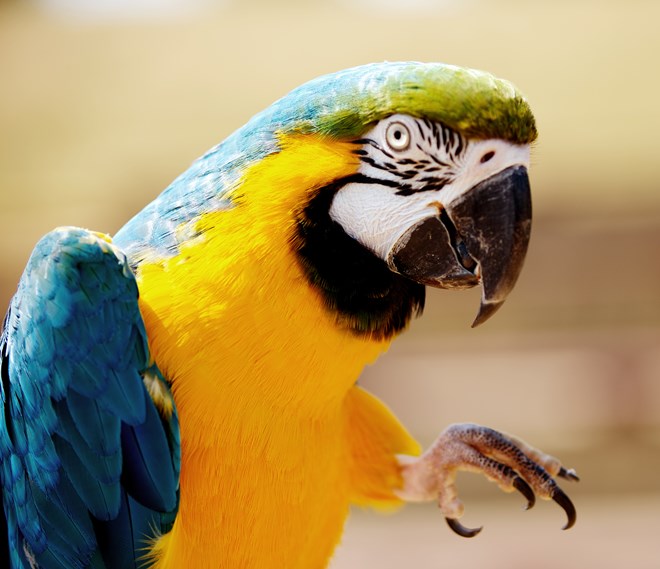 Blue and gold macaw stretches out one of its feet
