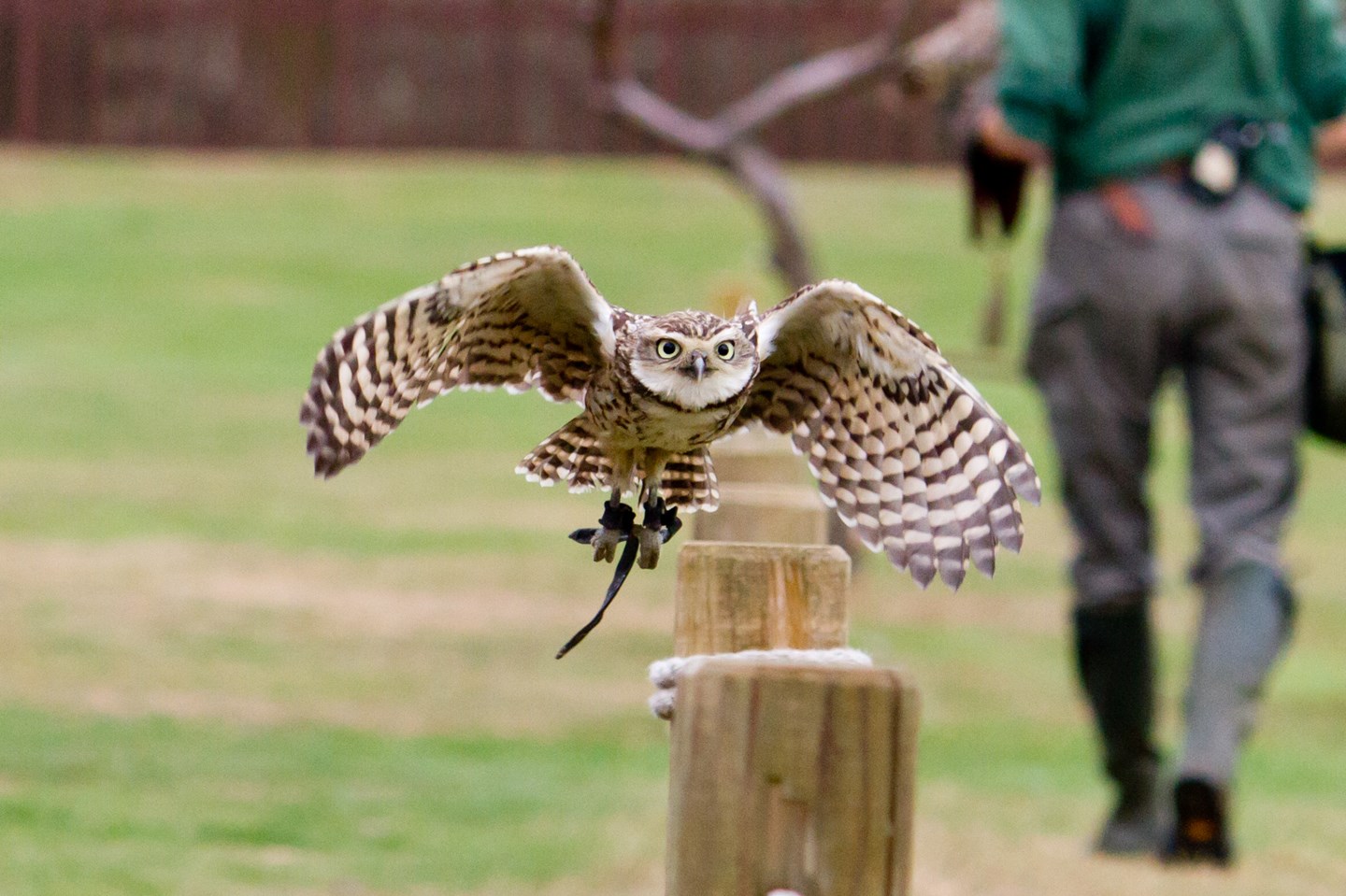 Image of burrowing owl woburn 2 2157 (4)