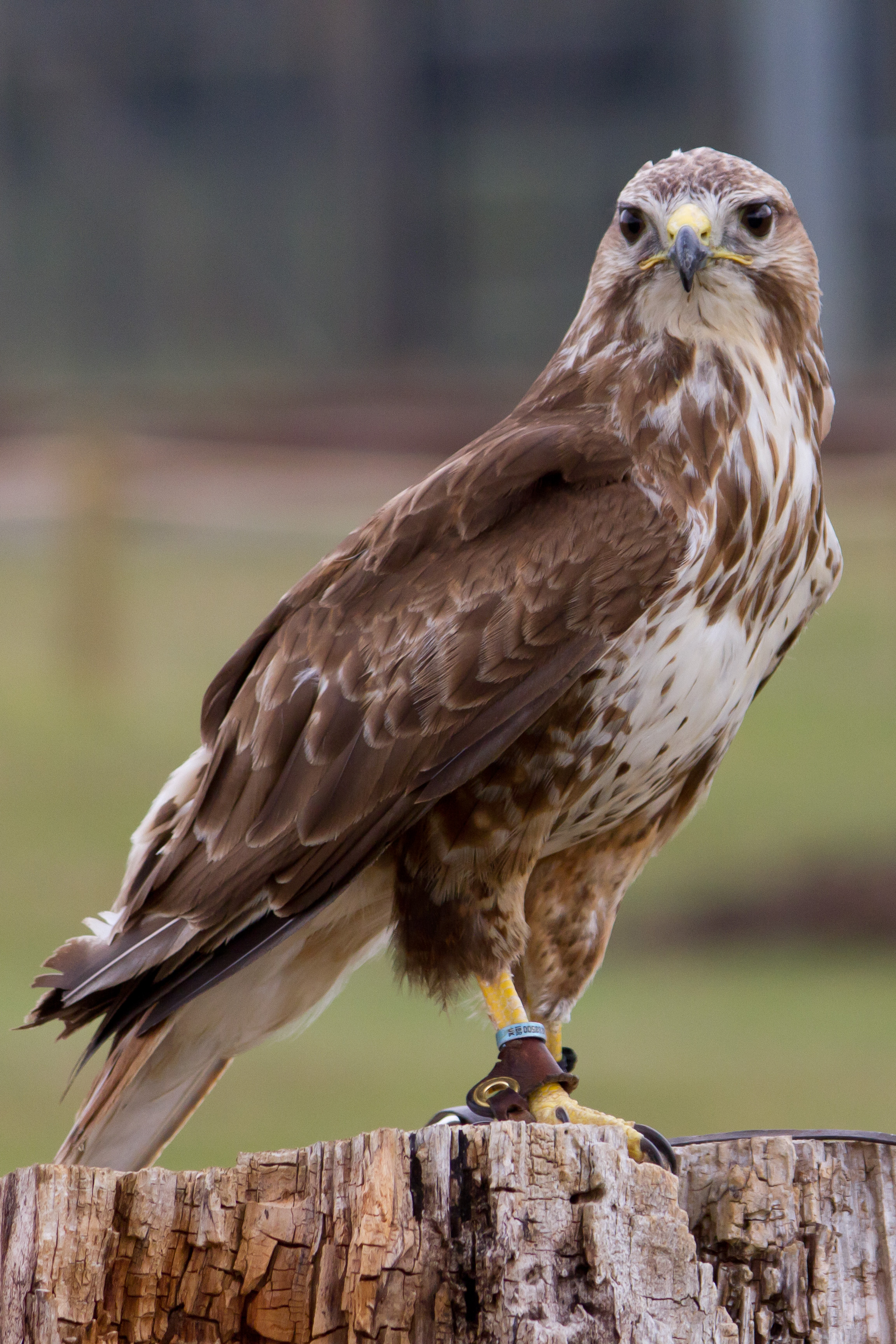 Visit The British Bird Of Prey Centre