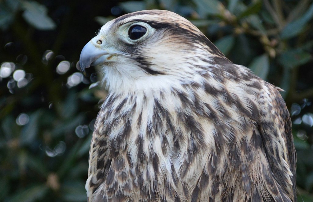Image of close up of lanner falcon