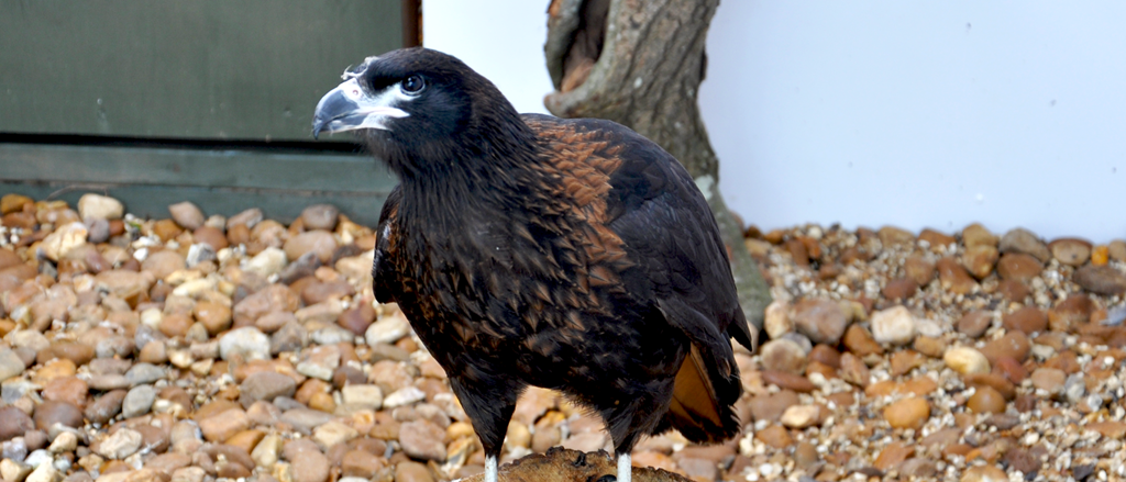 Image of cropped stanley the striated caracara photo