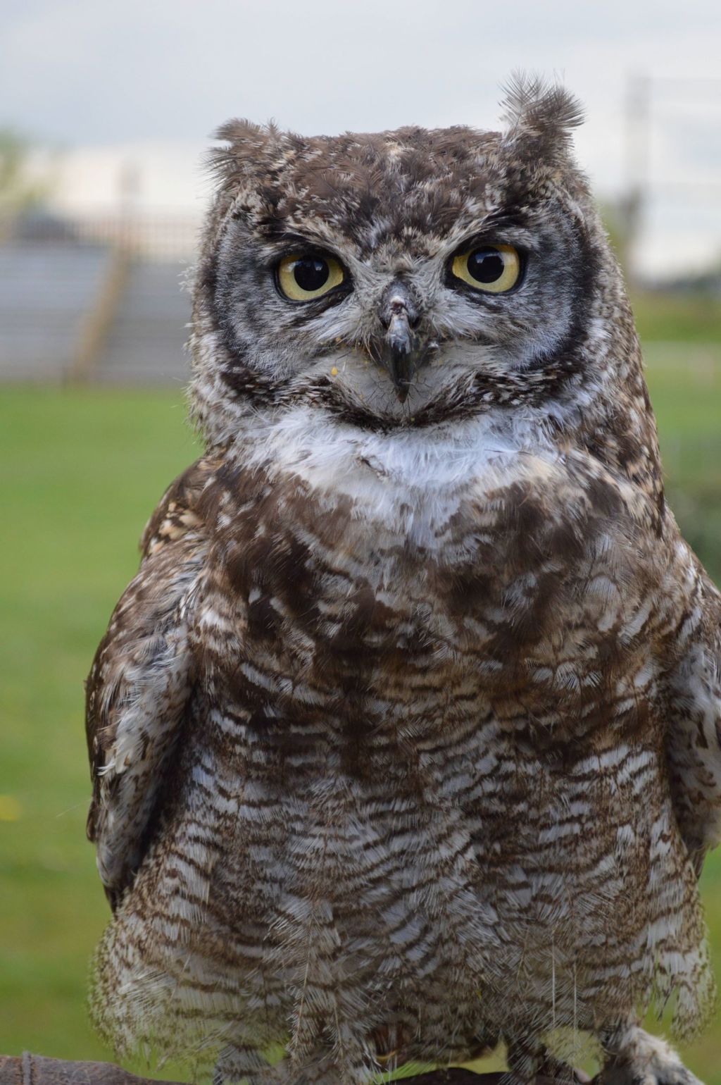 Image of edgar the african spotted eagle owl