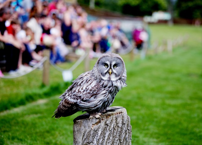 Great Grey Owl looks at camera while perched on stump being watched by crowd of safari visitors