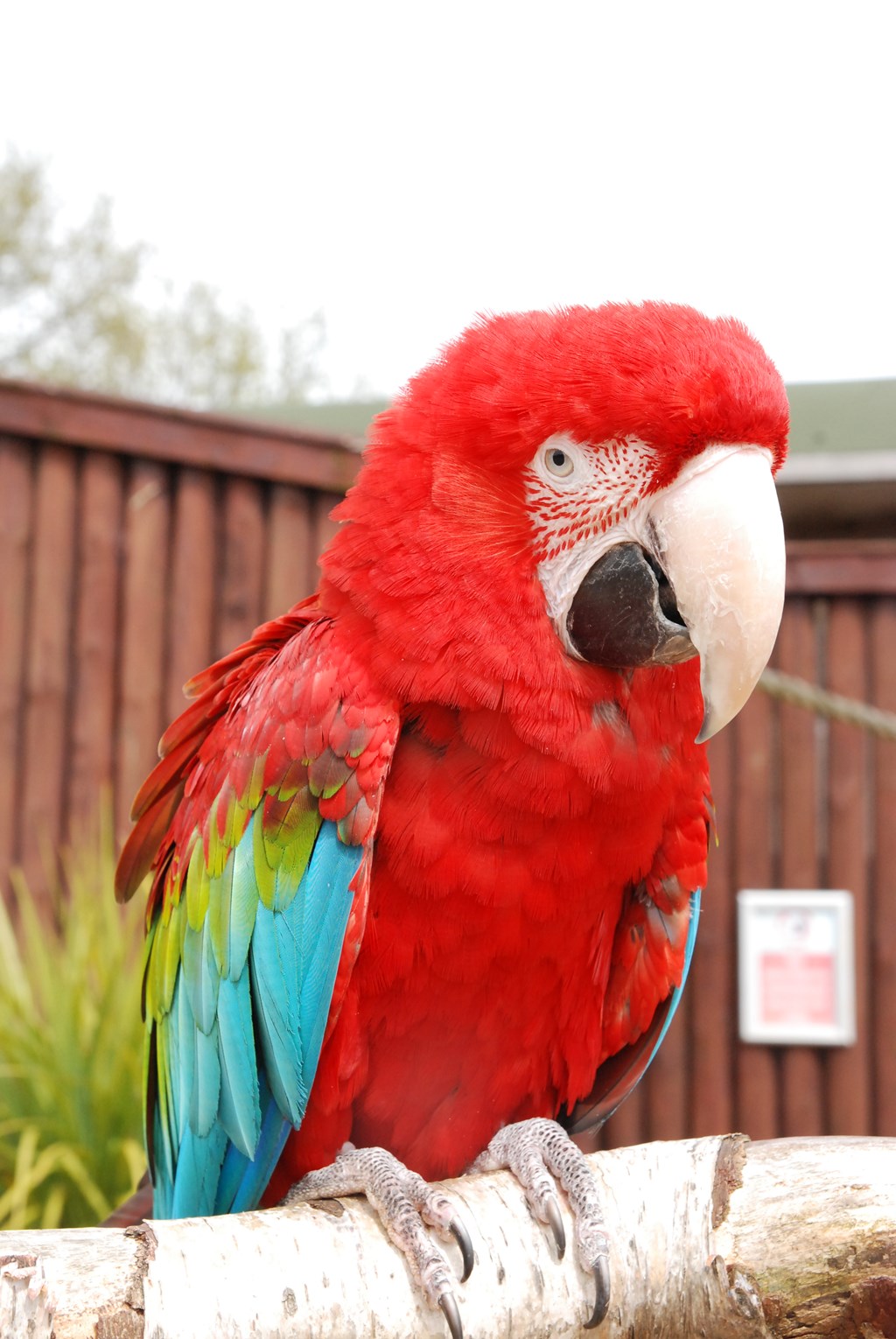 Image of green winged macaw wilma