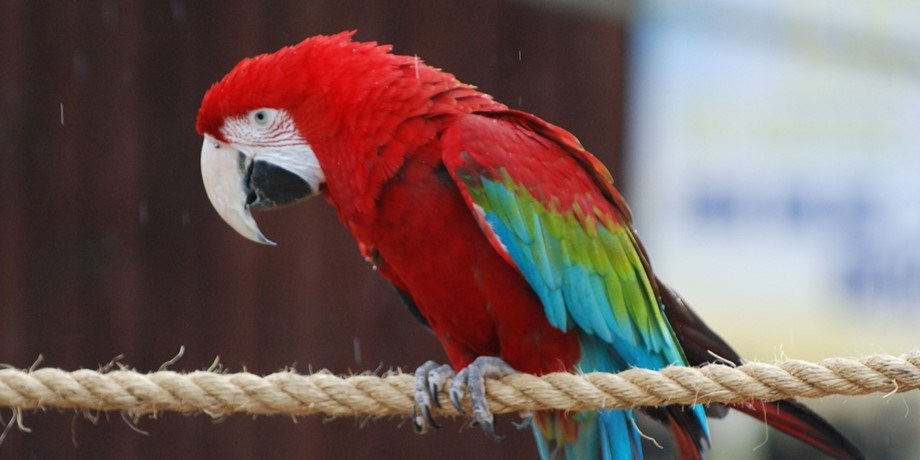 Green winged macaw perches on suspended rope