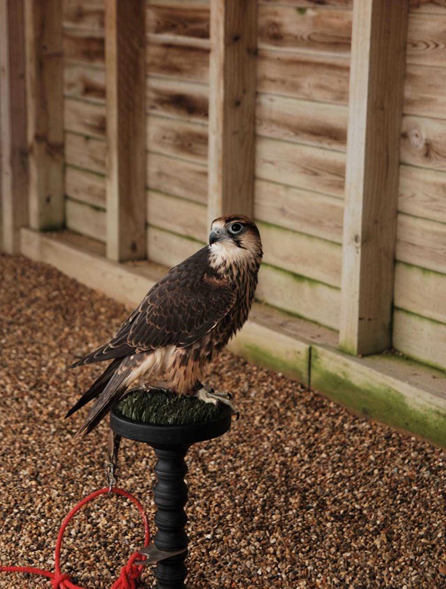 Lanner Falcon perches on small stand