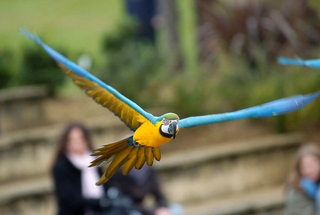 Blue and gold macaw flies through the air as visitors watch Birds in Action demo