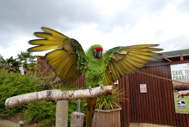 Military Macaw stretches out wings while perches on wooden stand