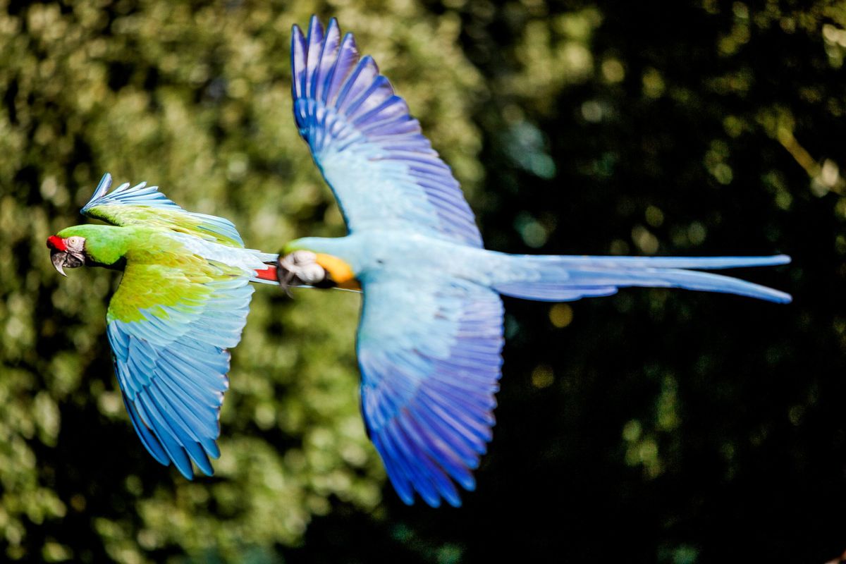 Two macaws flying together