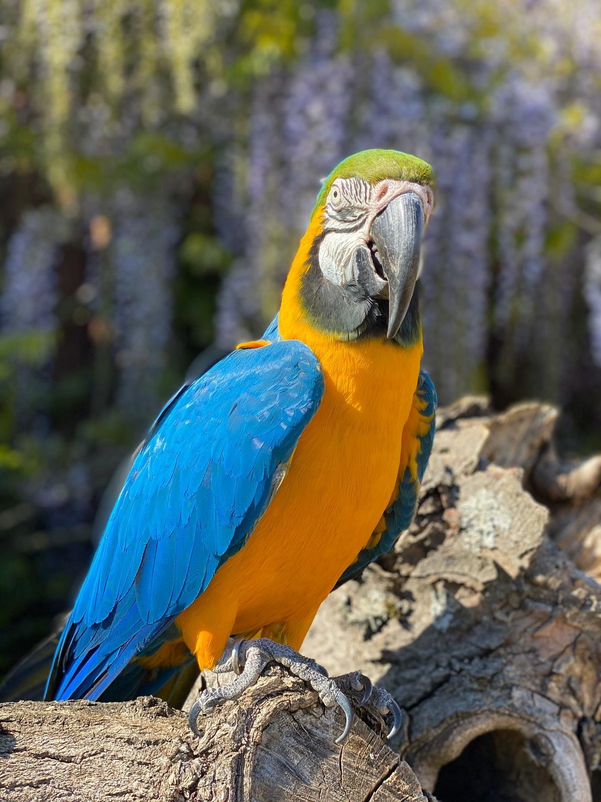 Blue and Gold Macaw perched on log