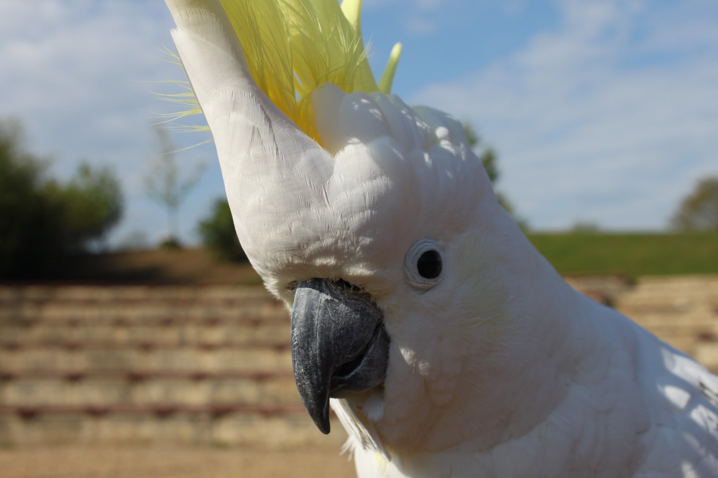 Great Sulphur Crested Cockatoo looks into camera in Birds in Action ampitheatre 