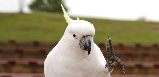 Pepe the cockatoo holds up one foot 