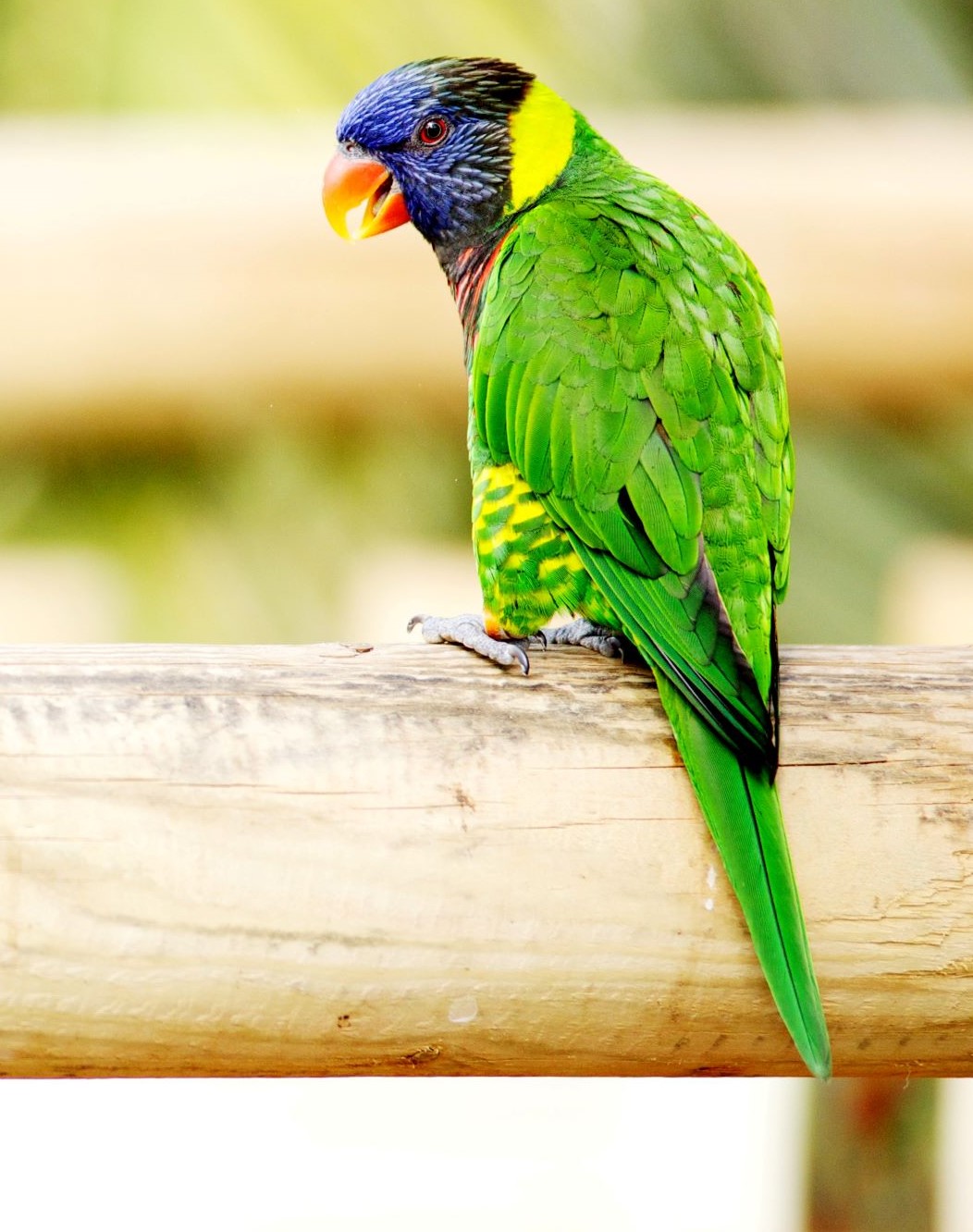 Coconut Lorikeet | Woburn Safari Park Coconut Lorikeet | Woburn Safari Park