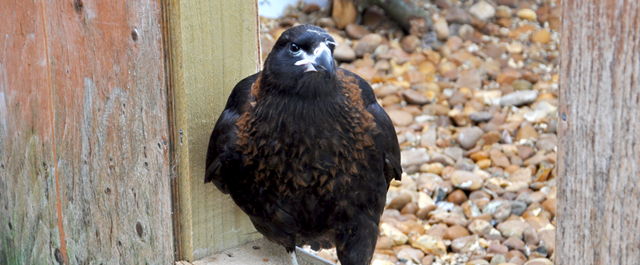 Striated caracara stands on gravel stones