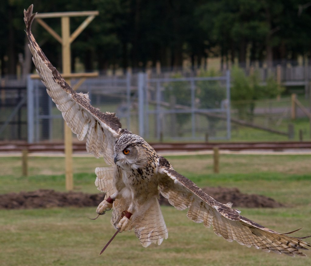 Image of turk owl woburn 2 2151 (4)