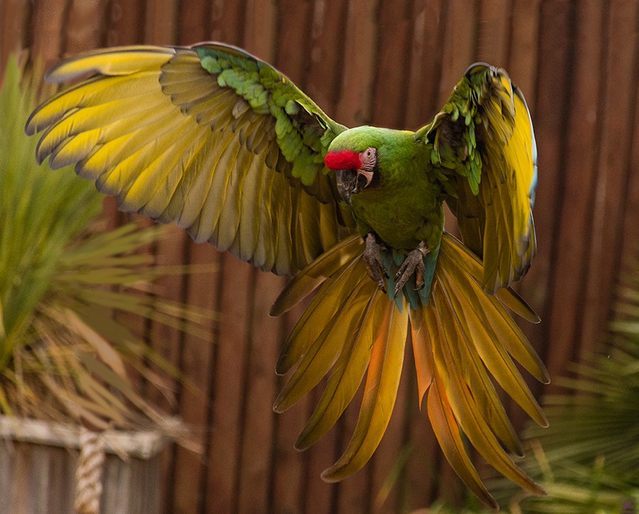 Green and Yellow Macaw parrot with wings outstretched flying 
