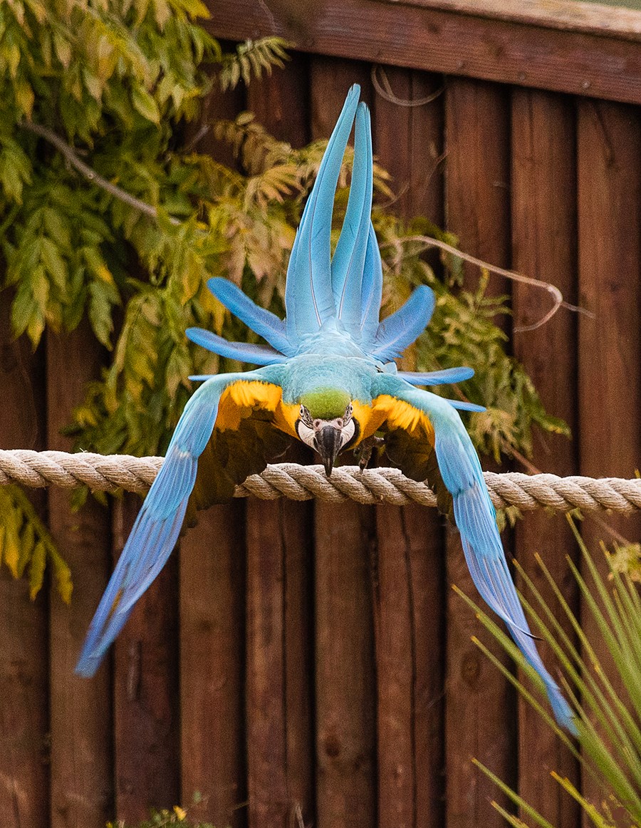 Blue and gold macaw bends down to stretch wings while perched on suspended rope