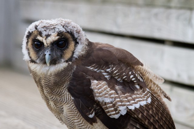 Asian brown owl close up 