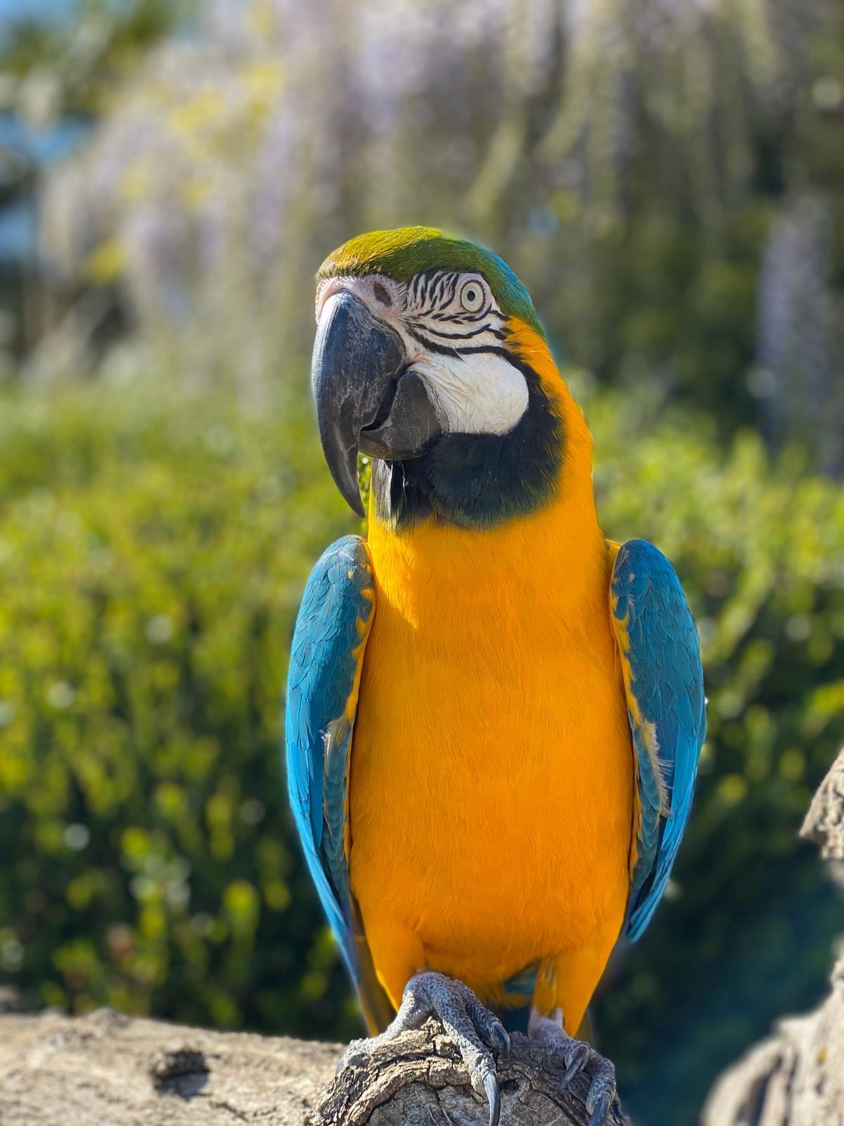 All about macaws | Woburn Safari Park