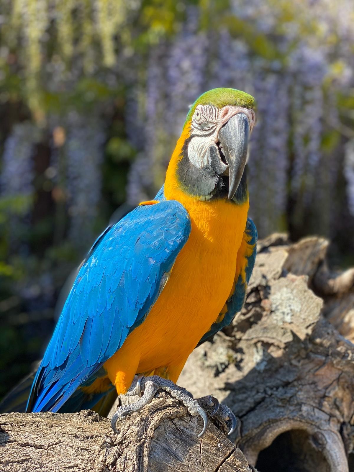 Blue and Gold Macaw perched on log 