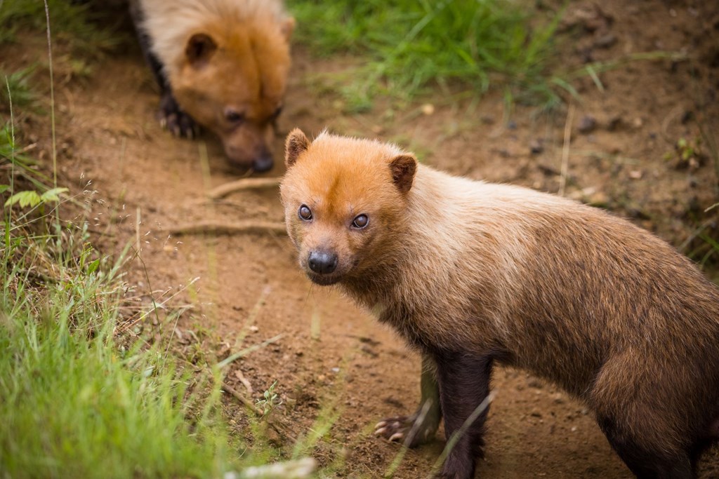 Bush dog looks into camera while standing on dusty grass tuft 