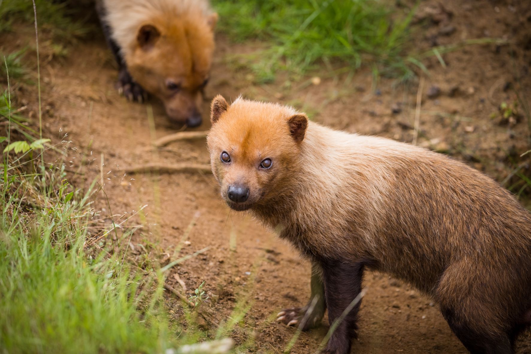 What Do Bush Dogs Eat
