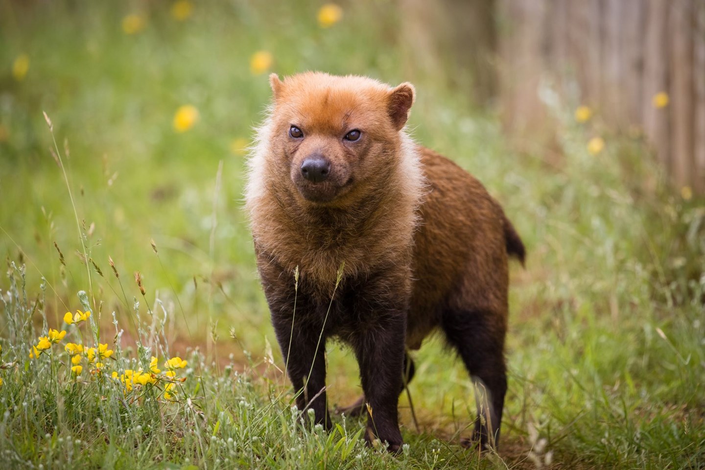 Bush dog stands in grassy enclosure surrounded by small yellow flowers