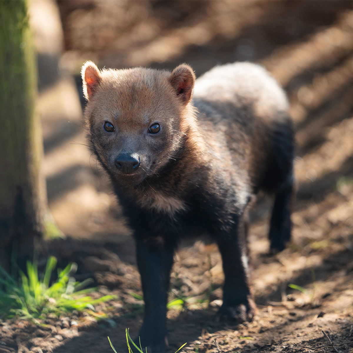 Woburn Safari Park female bush dog outside looking at the camera