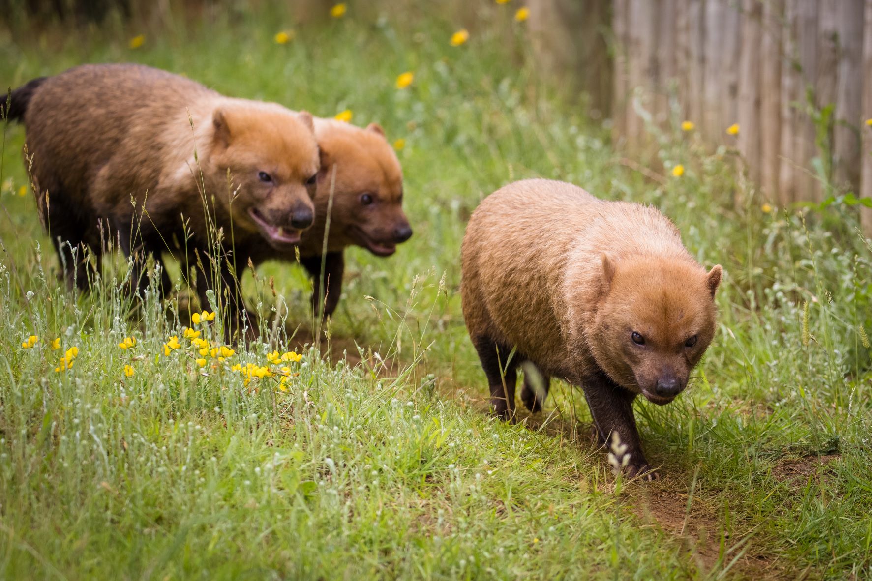 The Diminutive Bush Dog: Unraveling the Mysteries of a South American Canid The Diminutive Bush Dog: Unraveling the Mysteries of a South American Canid