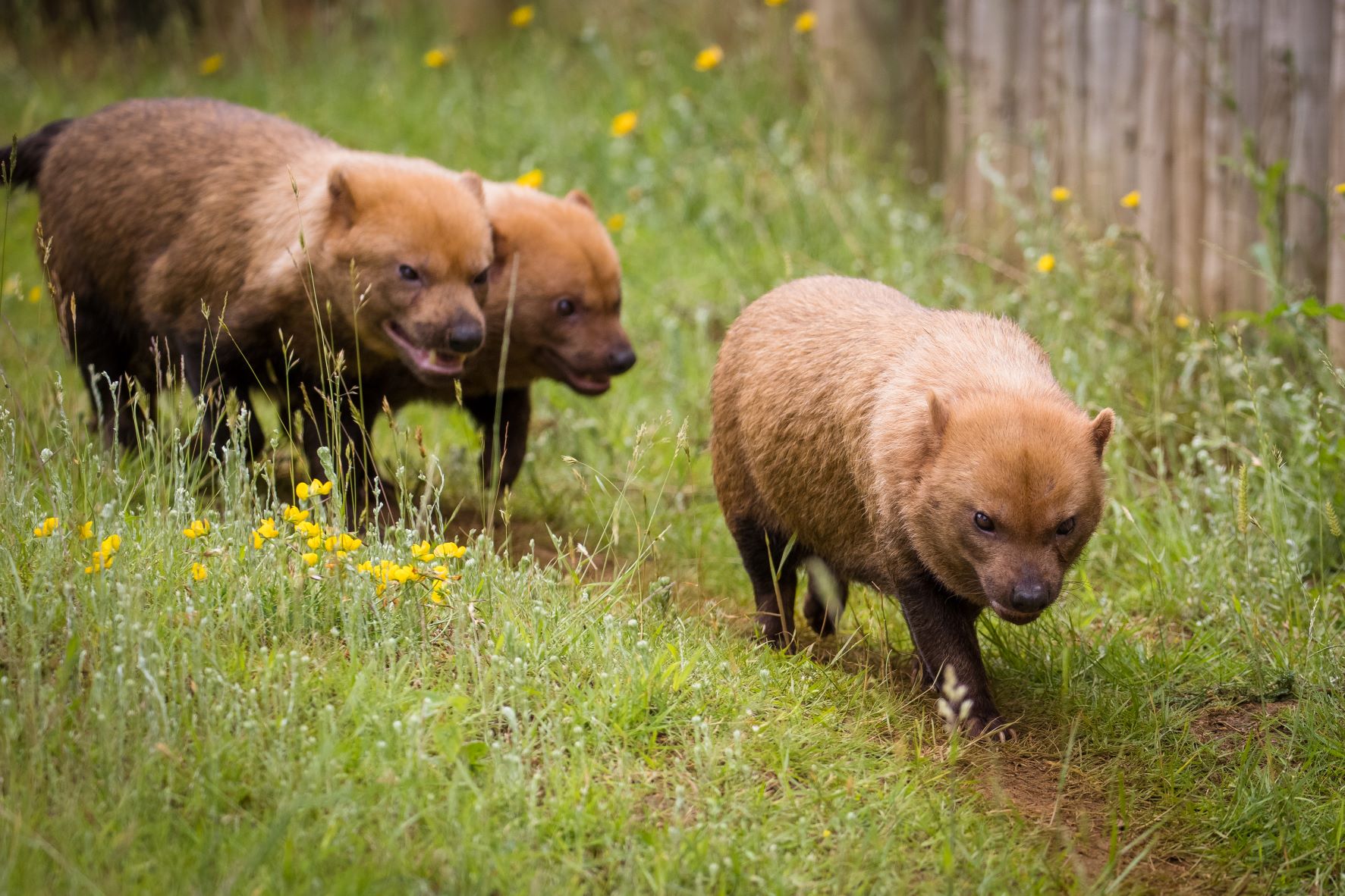 safari outdoor dogs