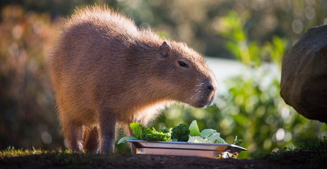 Capybara stands over a platter of broccoli and other veg 