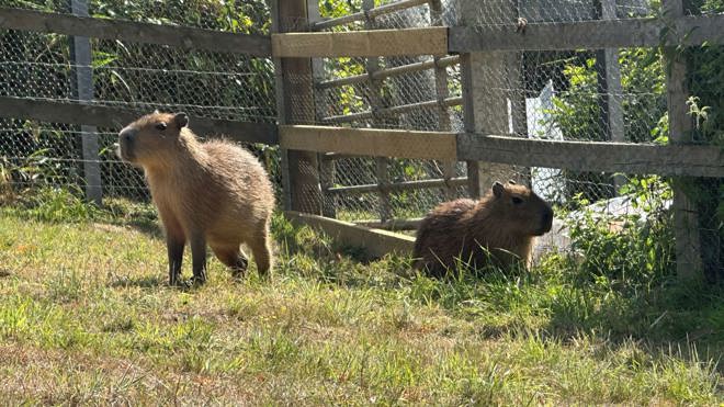 Image of capybara siblings sitting in sunshine on grass new house web 1920x1080