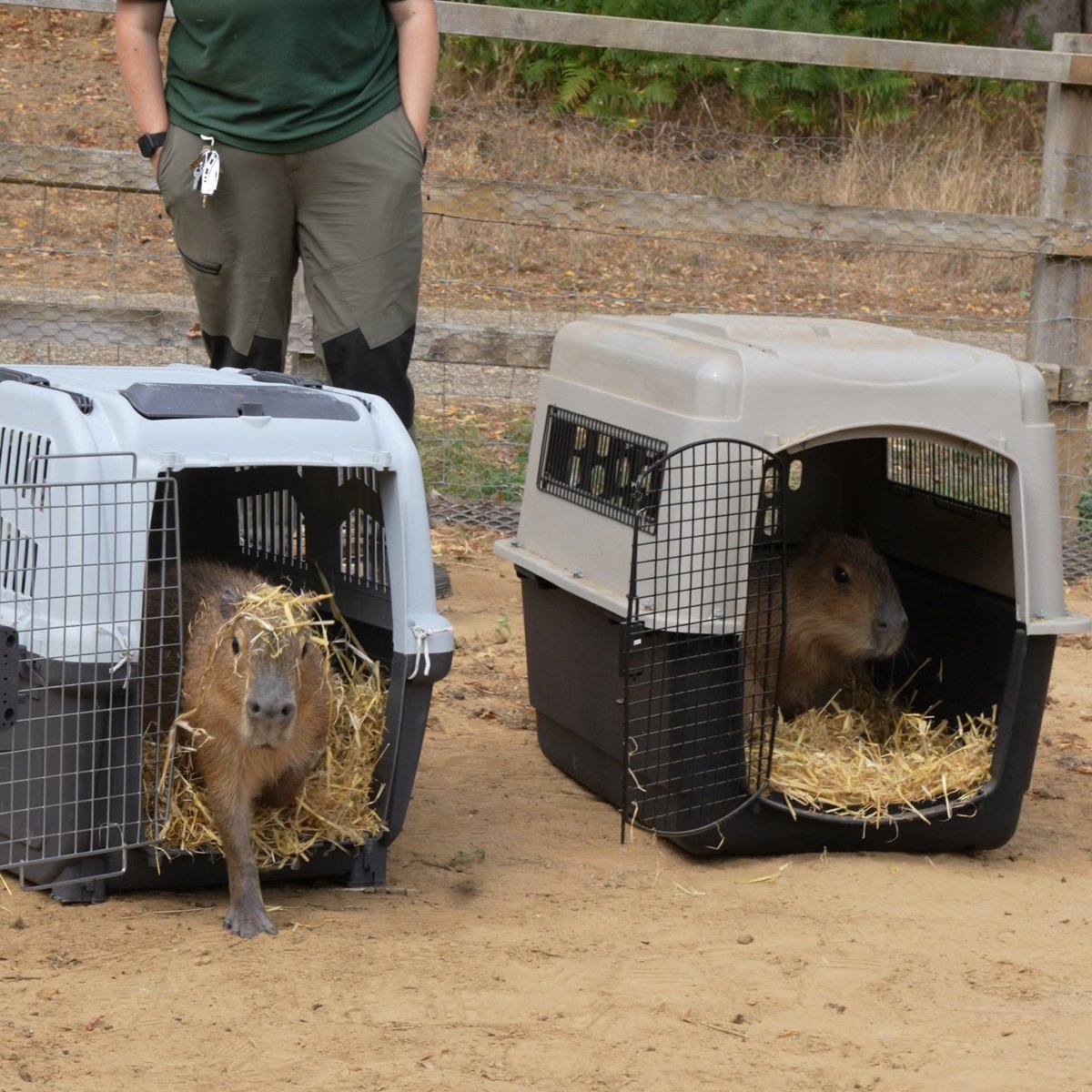 Image of capybara yorkie & yoko coming out of their moving crates woburn aug25