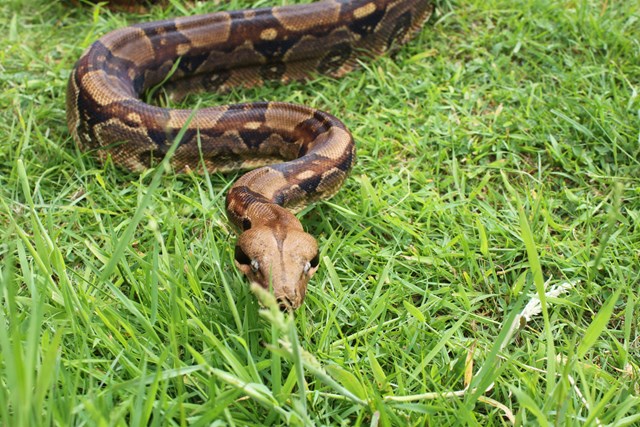 Boa Constrictor slithers through grass