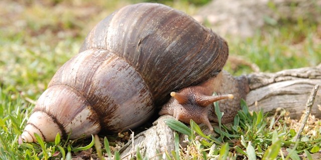 Giant African Land Snail on grass 