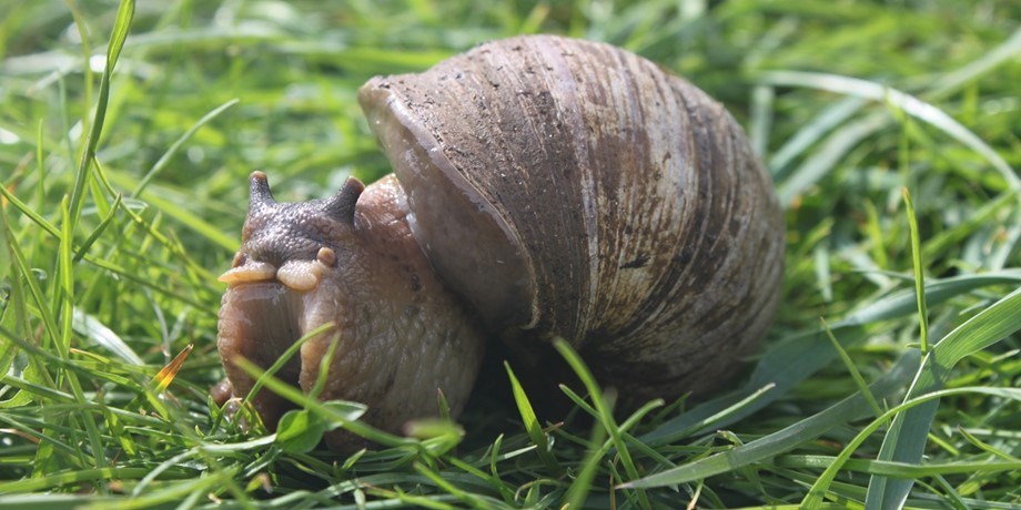 Image of giant african land snail