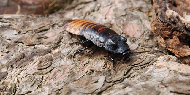 Madagascan hissing cockroach crawls on tree bark 